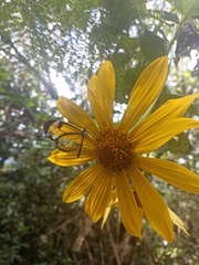 Tithonia