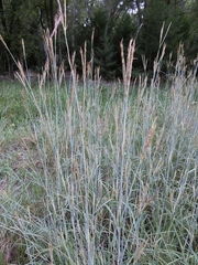 Andropogon hallii