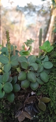 Peperomia