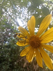 Tithonia