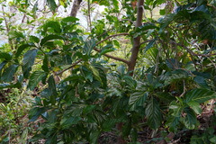 Image of Morinda citrifolia