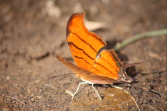 Marpesia petreus