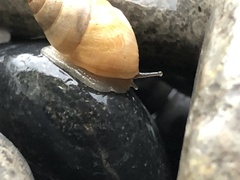 Bulimulus guadalupensis