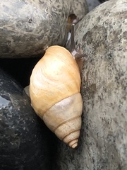 Bulimulus guadalupensis