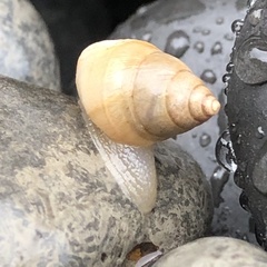 Bulimulus guadalupensis