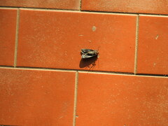 Apistosia judas