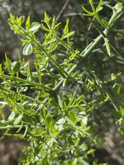 Colletia hystrix