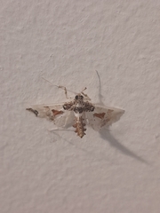 Neoleucinodes elegantalis