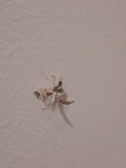 Neoleucinodes elegantalis