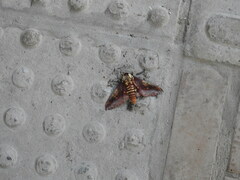 Citheronia phoronea