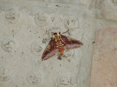 Citheronia phoronea