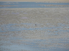 Charadrius alexandrinus