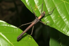 Creoxylus