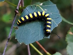 Acronicta alni