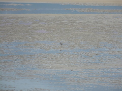 Charadrius alexandrinus