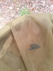 Synagris