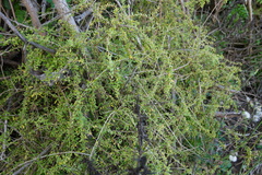 Lycium mascarenense