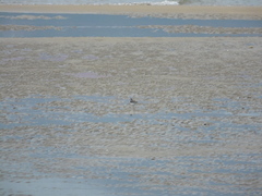 Charadrius alexandrinus