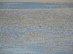 Charadrius alexandrinus