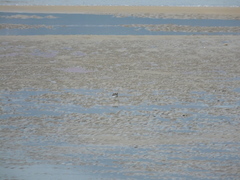 Charadrius alexandrinus