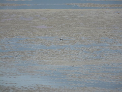 Charadrius alexandrinus