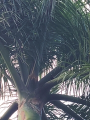 Icterus portoricensis