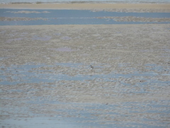 Charadrius alexandrinus