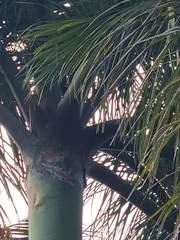 Icterus portoricensis