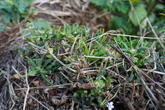 Delosperma napiforme