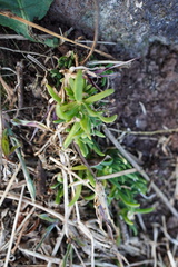 Delosperma napiforme