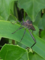 Phthiacnemia picta