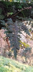 Asplenium praemorsum