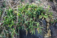 Delosperma napiforme