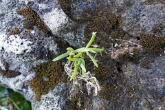 Delosperma napiforme