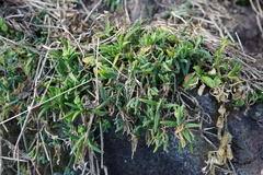 Delosperma napiforme