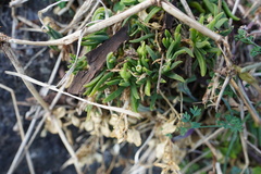 Delosperma napiforme