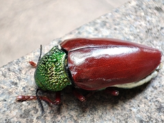 Sternocera chrysis