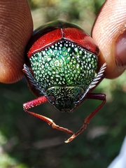 Sternocera chrysis