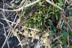 Delosperma napiforme