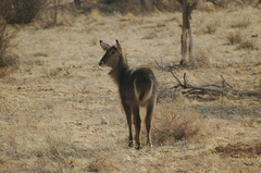 Kobus ellipsiprymnus