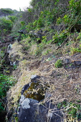 Delosperma napiforme