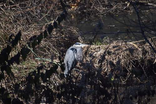 Great Blue Heron photographed in Indiana
