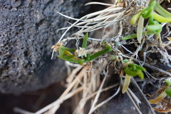 Delosperma napiforme