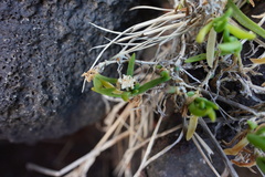 Delosperma napiforme