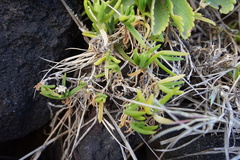 Delosperma napiforme