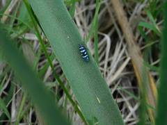 Balacha melanocephala