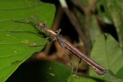 Creoxylus