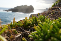 Delosperma napiforme