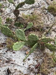 Opuntia austrina