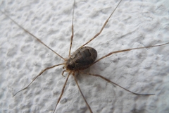 Lacinius